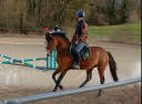 Intero PFS Pony Francese da Sella In vendita 2021 Baio ,  ALGATOR