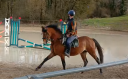 Intero PFS Pony Francese da Sella In vendita 2021 Baio ,  ALGATOR
