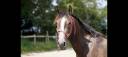 Castrone Lusitano In vendita 2020 Grigio ,  Marcus Nemausa