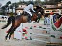 Cavalla KWPN del 2013 da salto