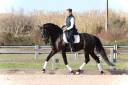 Castrone Lusitano In vendita 2019 Nero ,  ESQUIVO