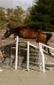 Stallone KWPN Cavallo da Sport Neerlandese In vendita 2022 Baio ,  Conthargos
