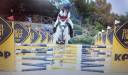 Vendo per passaggio a cavallo Connemara 8 anni