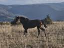 Puledra Sella Francese In vendita 2024 Baio scuro ,  Conthargos