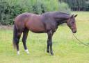 Stallone sBs Cavallo da Sport Belgio In vendita 2023 Baio ,  Dollar du Rouet