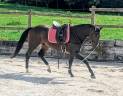 Castrone sBs Cavallo da Sport Belgio In vendita 2023 Baio ,  Dollar du Rouet