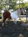Castrone Shetland In vendita 2020 Pezzato ,  VELOUR DU BOURRISSON