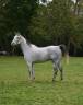 Castrone Anglo-Arabo In vendita 2016 Grigio