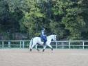 Castrone Lusitano In vendita 2017 Grigio ,  ARAGAO (PRT)