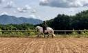 Castrone Lusitano In vendita 2017 Grigio ,  ARAGAO (PRT)