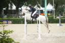 Castrone PFS Pony Francese da Sella In vendita 2015 Grigio