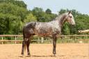 Castrone Lusitano In vendita 2018 Grigio ,  Soberano du Fesquet