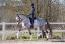 Castrone Lusitano In vendita 2021 Grigio ,  Aslan du Fesquet