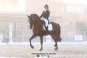 Dior du Fesquet - Lusitano 2013 ,  Rubi Ar