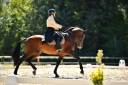 Dior du Fesquet - Lusitano 2013 ,  Rubi Ar