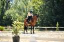 Dior du Fesquet - Lusitano 2013 ,  Rubi Ar