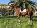 Castrone Lusitano In vendita 2021 Baio ,  Xanjo AR
