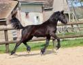 Puledra Frisone In vendita 2024 Nero ,  Alwin 469 Sport AAA Préférent