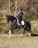 Cavalla KWPN Cavallo da Sport Neerlandese In vendita 2020 Baio scuro ,  Le Formidable