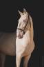 Stallone Lusitano In vendita 2017 Perlino ,  Ourem