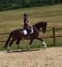 Castrone KWPN Cavallo da Sport Neerlandese In vendita 2018 Baio scuro ,  Expression