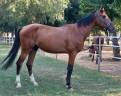 Cavallo sella italiano nato il 3 marzo 2020