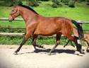 Cavalla Lusitano In vendita 2020 Baio