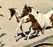Puledra sBs Cavallo da Sport Belgio In vendita 2024 Pezzato