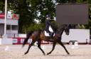 Castrone Hanovrien In vendita 2014 Nero