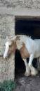 Gypsy Vanner/Cob dalla Svezia
