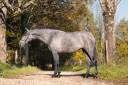 Cavalla PRE Andaluso In vendita 2022 Grigio