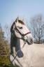 Intero PRE Andaluso In vendita 2022 Grigio ,  FER BAGO