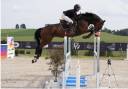 Castrone Hanovrien In vendita 2014 Baio ,  Vivant vd Heffinck