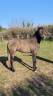 Cavalla Lusitano In vendita 2022 Grigio ,  Coraçao la goudelie