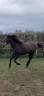 Cavalla Lusitano In vendita 2022 Grigio ,  Coraçao la goudelie