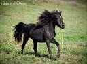 Puledro Origine non conosciuta  In vendita 2023 Nero ,  Hazelnut Ice (welsh part bred pp)