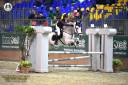 Pony belga 