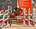 Pony da salto e dressage