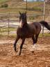cavallo PSA 