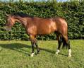 Cavalla Cavallo da Sella In vendita 2017 Baio