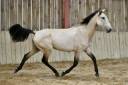 Puledra Lusitano In vendita 2022 Isabella ,  Vaqueiro