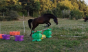 Cavalla Altre Razze di Pony In vendita 2020 Baio scuro ,  Shawa de Lis (shagya)