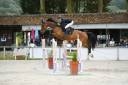 Castrone AES Anglo European Studbook In vendita 2013 Baio ,  BALOUBET DU ROUET