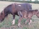 Puledro Shetland In vendita 2024 Nero ,  HOLLYDELL VALET(GBR)