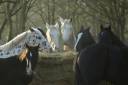 Chevaux Du Layon 