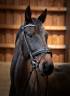 Castrone KWPN Cavallo da Sport Neerlandese In vendita 2010 Baio ,  UNITED