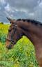 Castrone Lusitano In vendita 2019 Baio ,  Indigo LBA