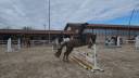 Pony da dressage 