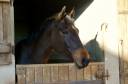 Castrone KWPN Cavallo da Sport Neerlandese In vendita 2020 Baio scuro ,  Sam R