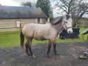 Castrone PFS Pony Francese da Sella In vendita 2020 Grigio ,  JOKER DES LANDES